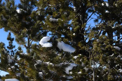 DSC_4993 (Large).JPG